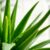 Aloes w pielęgnacji skóry – nawilża czy wysusza? Oto fakty.